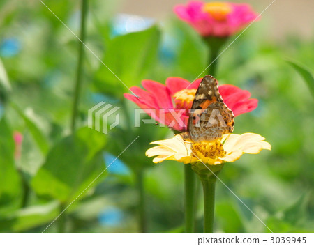 Shark's beard Shark's beard 3039945