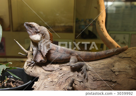 northern territory, oceania, reptile 3039992