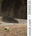 Black-tailed prairie dog 3040016