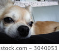 Slight sleep 3040053