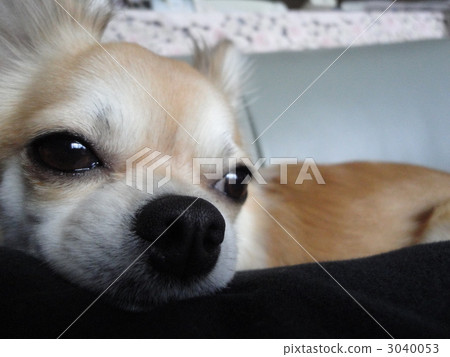 Slight sleep 3040053