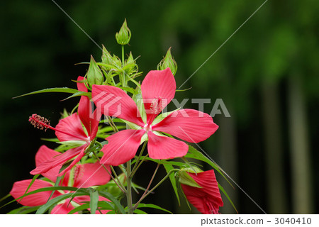 紅葉葵 照片素材 圖片 圖庫