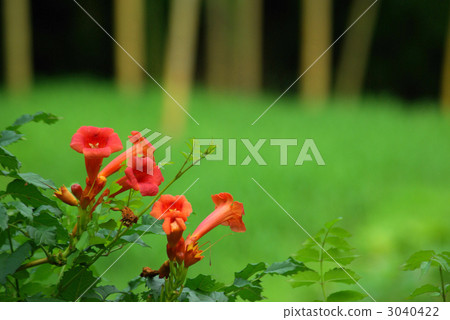 美國novi Kazura 3040422