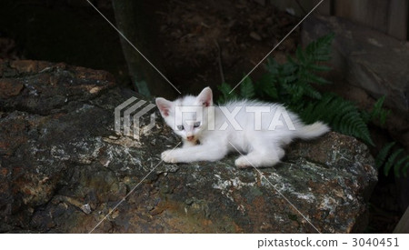 一隻小貓 3040451