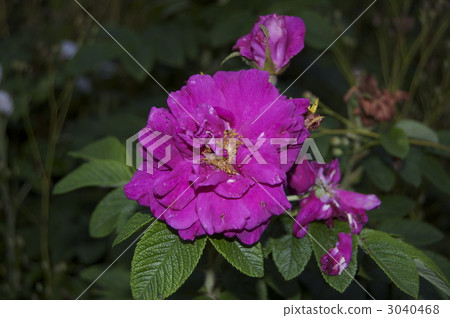 赫曼努斯 3040468