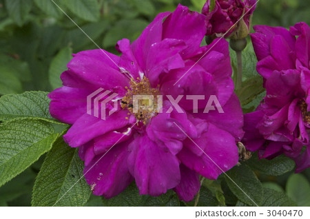 赫曼努斯 3040470