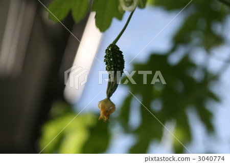 苦瓜 綠色 葉 3040774