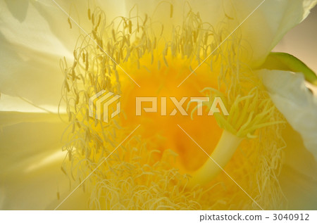 Hikaru Hanabi Hikaru Hanabi 3040912