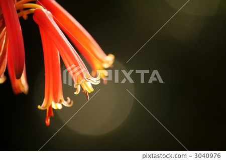 蘆薈花 蘆薈花 3040976