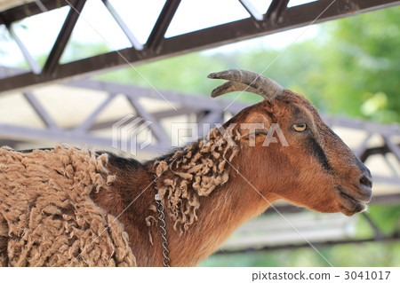 Yakushimayagi Yakushimayagi 3041017