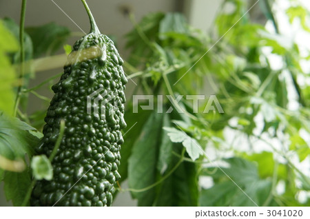 Bitter gourd Bitter gourd 3041020