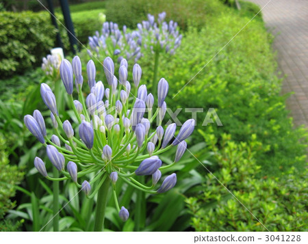 Agapanthus Agapanthus 3041228