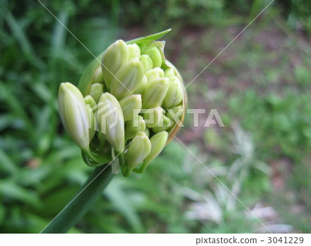 Agapanthus buds Agapanthus buds 3041229