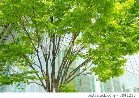 Fresh green of Zelkova and building walls 3041233