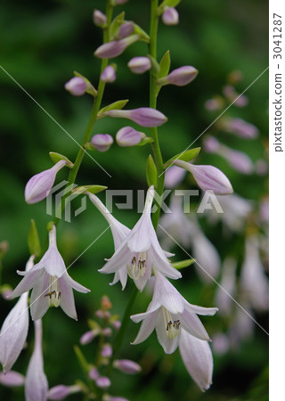 植物·奧里巴吉布森 3041287