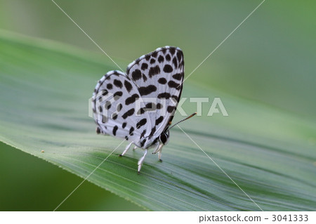 鵝清水 鵝清水 3041333