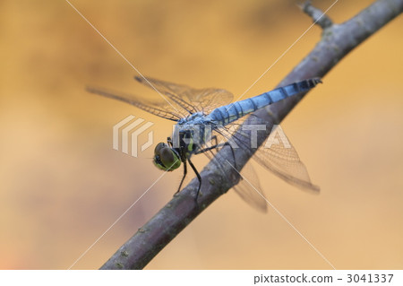 鹽卡拉通博 鹽卡拉通博 3041337