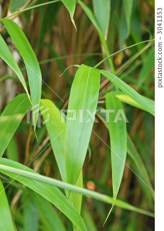植物·Shinodake草 3041353