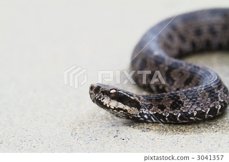 日本球童號角 3041357