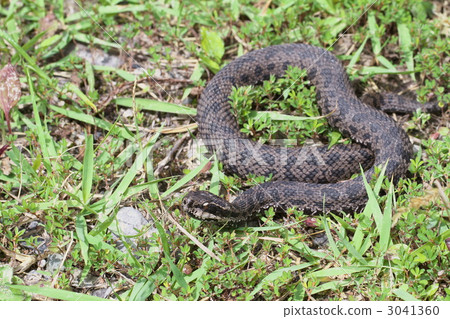 日本球童號角 日本球童號角 3041360