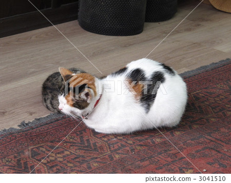 愛貓 愛貓 3041510