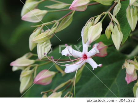Rabbit flowers Rabbit flowers 3041552