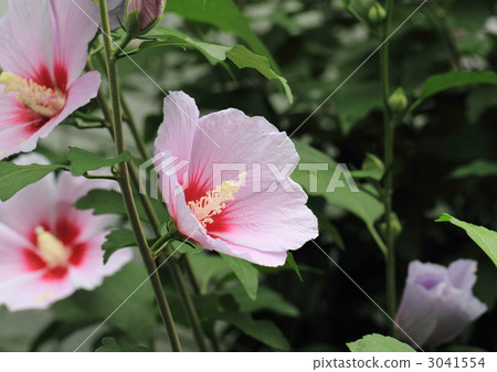 粉紅色的時尚花 3041554