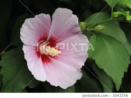 粉紅色的時尚花 3041556