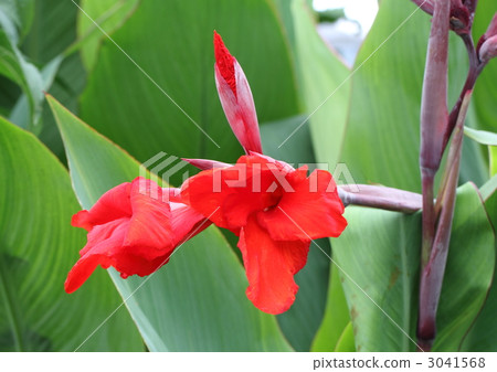 深紅色美人蕉花 深紅色美人蕉花 3041568