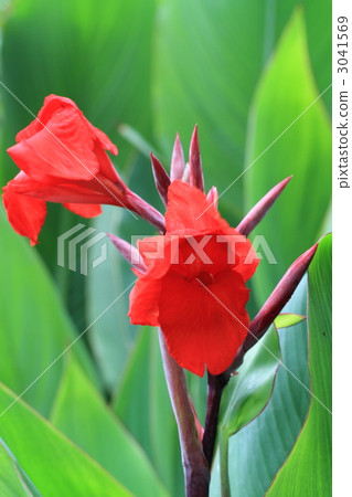Crimson canna flower 3041569