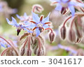 Boris 3041617