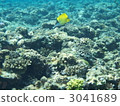 鹹水魚 海水魚 海魚 3041689