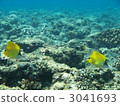 鹹水魚 海水魚 海魚 3041693