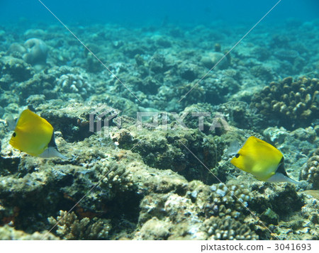 鹹水魚 海水魚 海魚 3041693