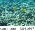 鹹水魚 海水魚 海魚 3041697
