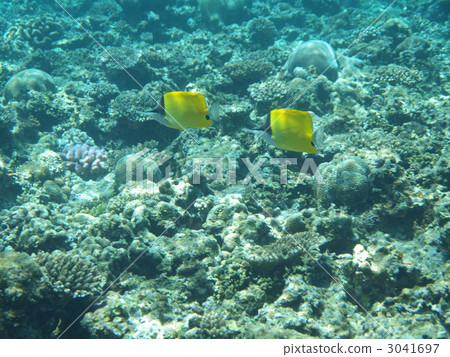 鹹水魚 海水魚 海魚 3041697
