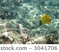 珊瑚 珊瑚礁 魚 3041706