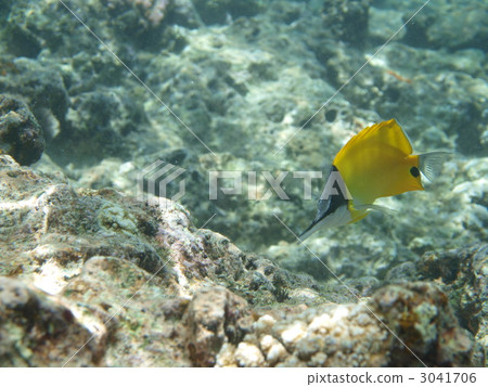 珊瑚 珊瑚礁 魚 3041706