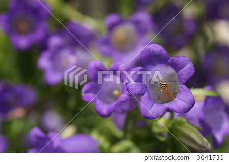 canterbury bell, bloom, blossom 3041731
