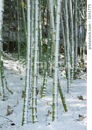 Bamboo groves and snow 3041775