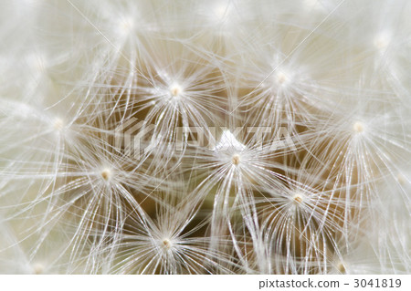 Earp and water drops of dandelions 3041819