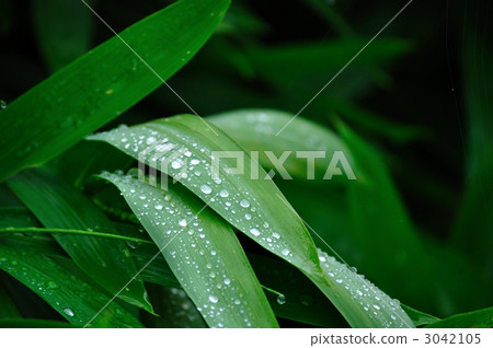 After the rain 3042105