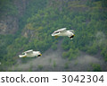 Seagulls of the Fjord 3042304