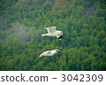 Seagulls of the Fjord 3042309