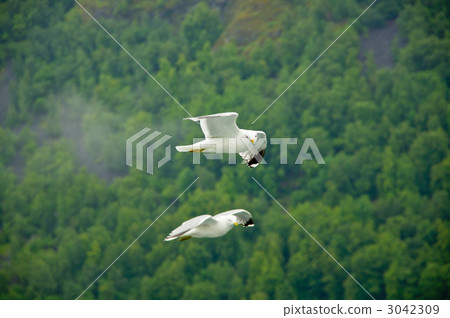 Seagulls of the Fjord Seagulls of the Fjord 3042309