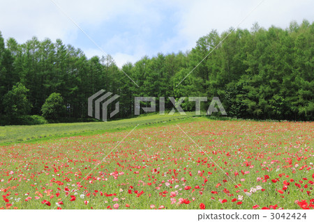 罌粟田 罌粟田 3042424