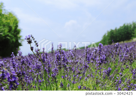 薰衣草 薰衣草 3042425