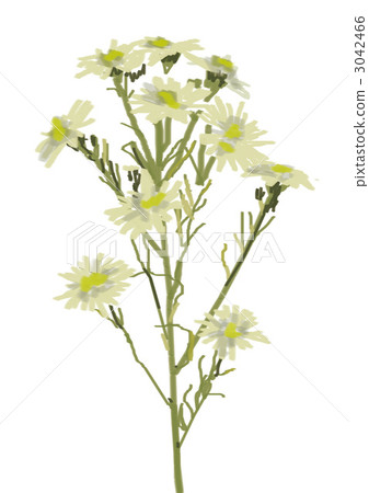 Chamomile Chamomile 3042466