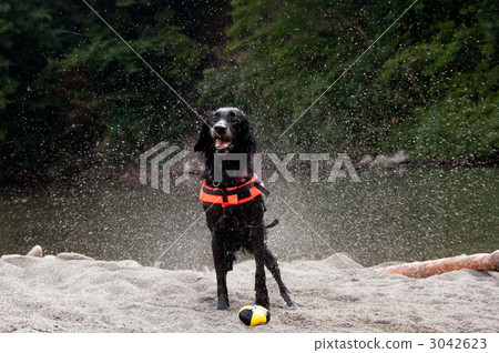 平塗獵犬 3042623