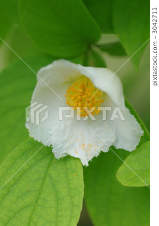 Summer camellia Summer camellia 3042711